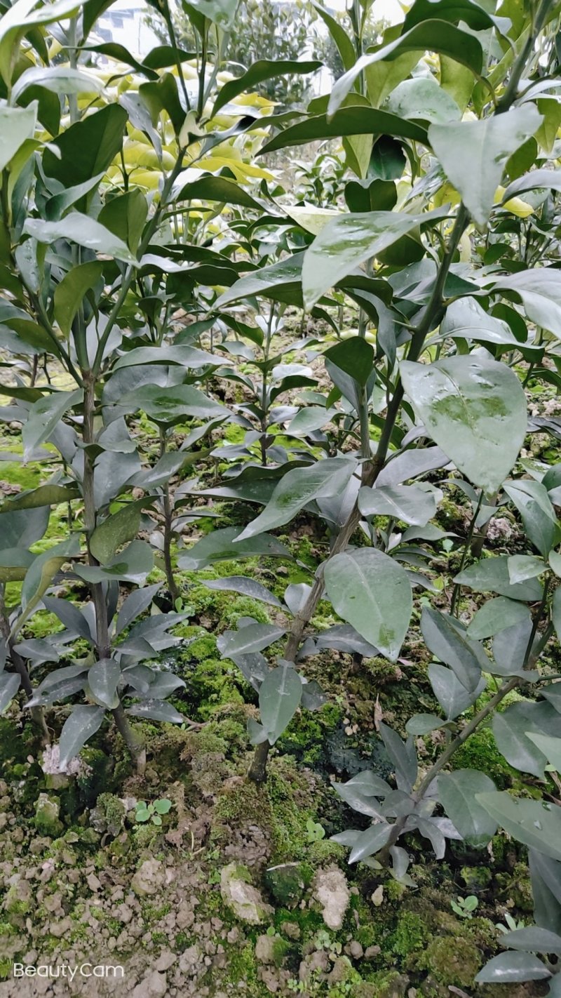 红美人爱媛28号，甘平纽荷尔