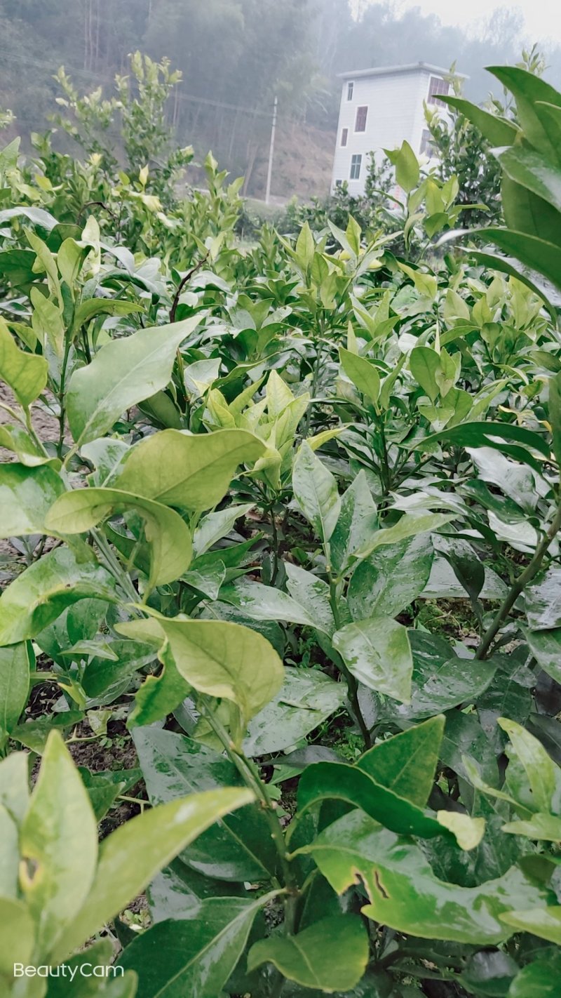 红美人爱媛28号，甘平纽荷尔