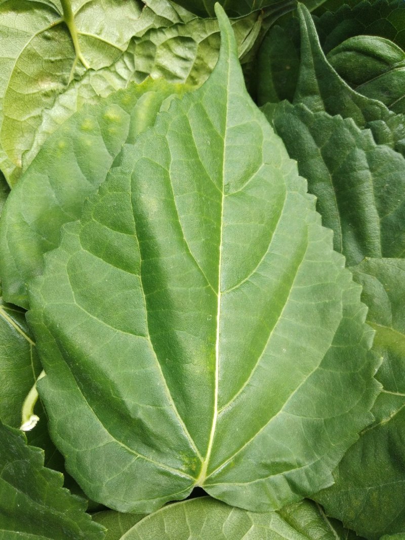 豆腐柴树、又名神仙树、观音树、斑鸠树、叶可自制豆腐、