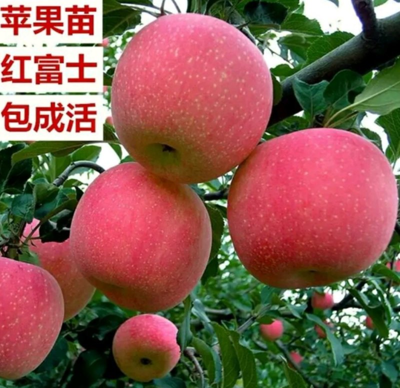 红富士苹果苗嫁接苗果大脆甜根系发达易成活包邮