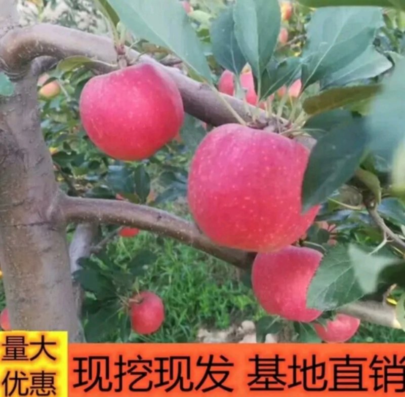 红富士苹果苗嫁接苗果大脆甜根系发达易成活包邮