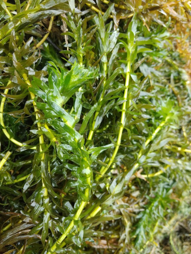 轮叶黑藻~种植塘口可当虾蟹龟饲料有大量水草供应、