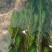 金鱼藻鱼虾蟹龟养殖种植水草