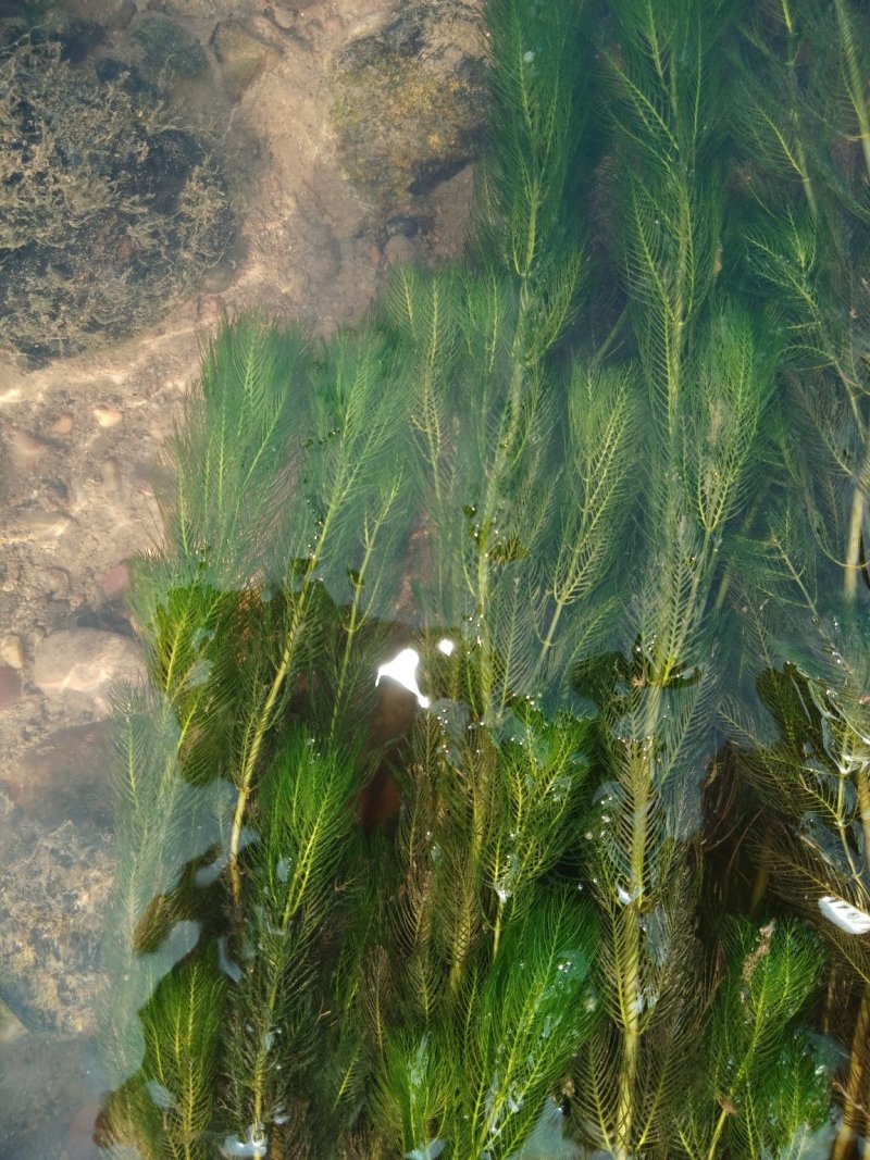 金鱼藻鱼虾蟹龟养殖种植水草