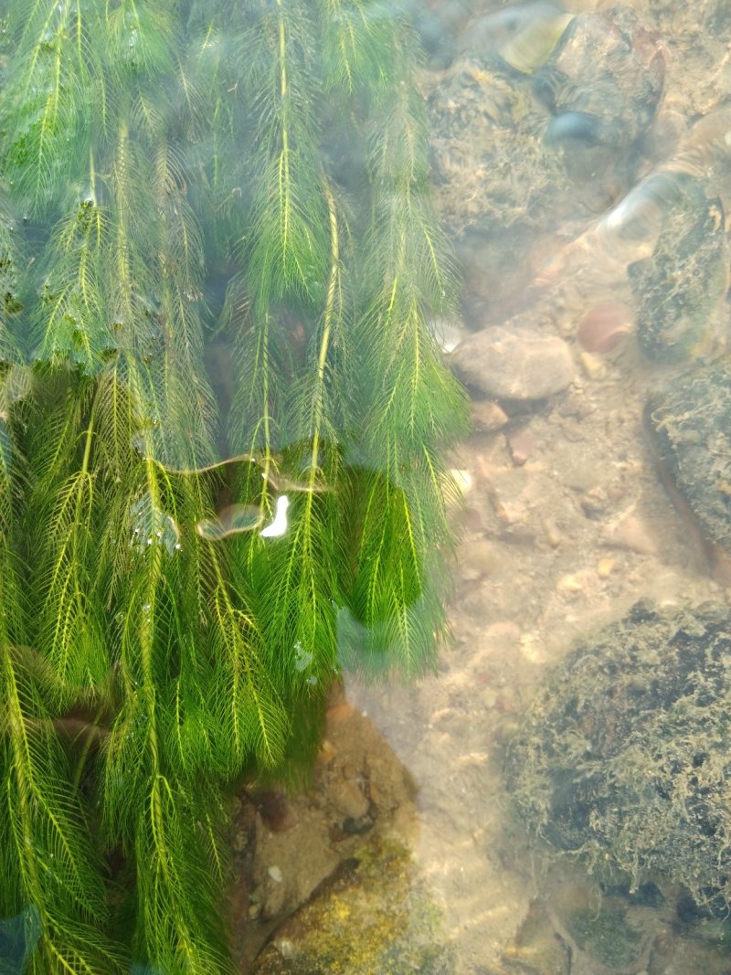 金鱼藻鱼虾蟹龟养殖种植水草