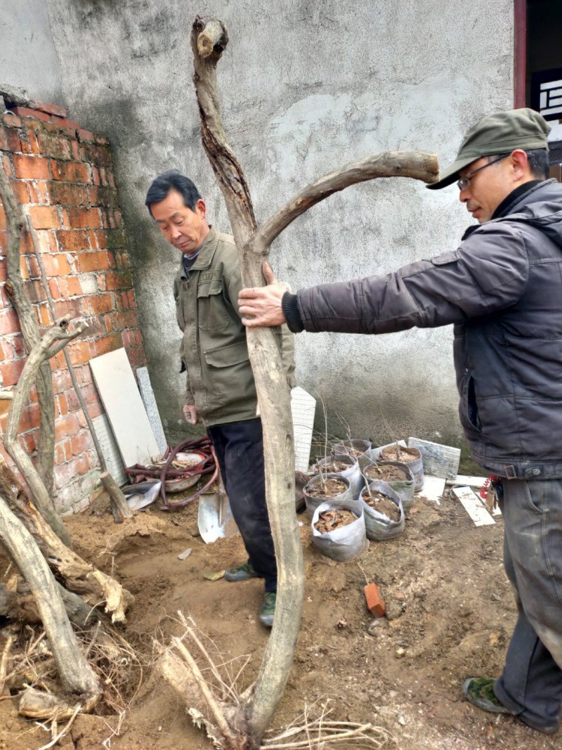 紫藤下山桩一手货源质优价廉