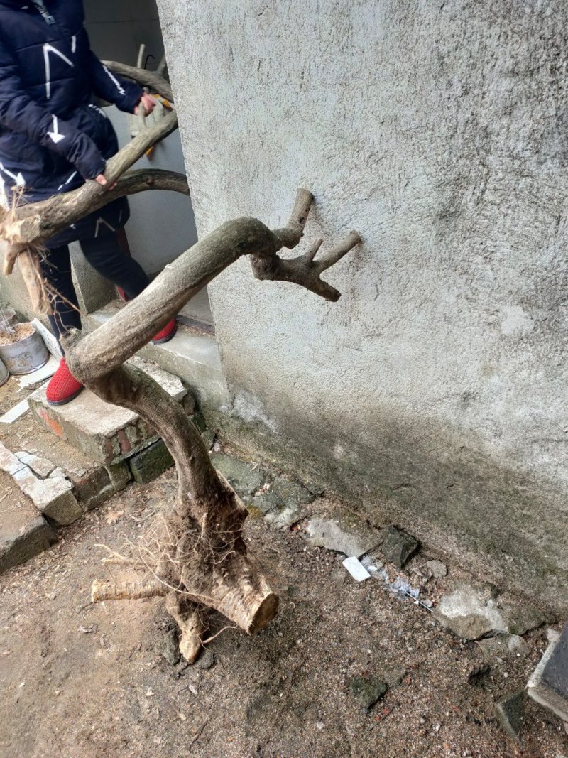 紫藤下山桩一手货源质优价廉