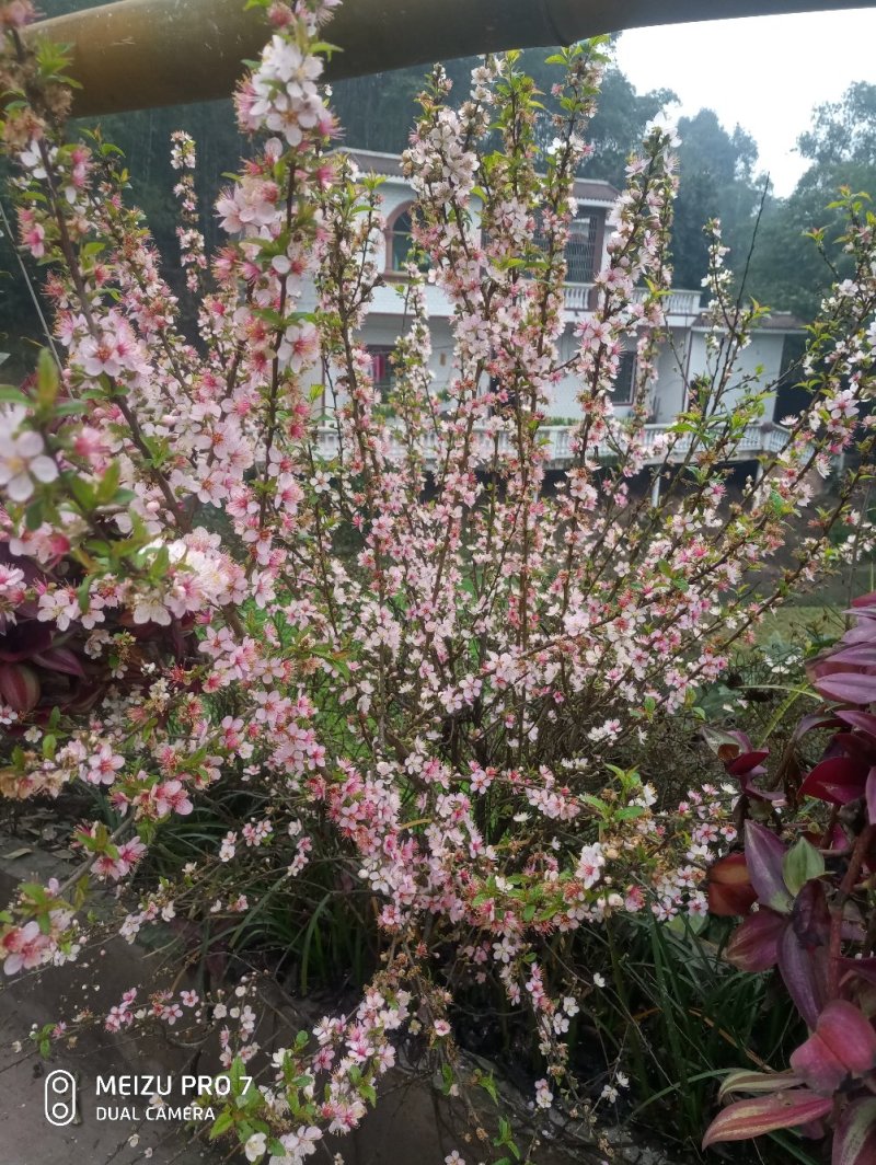 桃红【又叫小桃红，花像桃花一样，从地里长出来就开花】