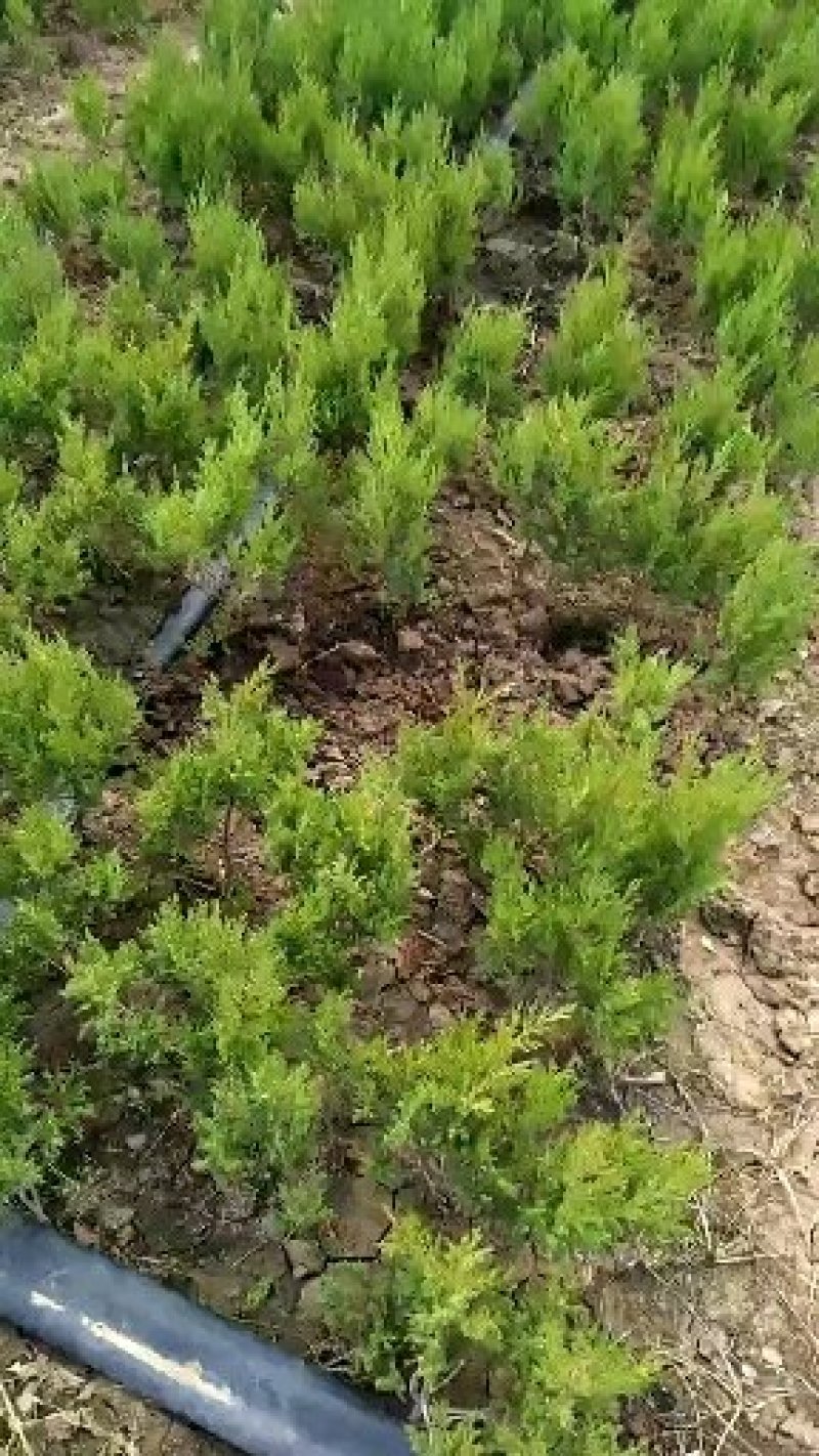 出售自己家蜀块苗80万棵30cm-60cm蜀块快柏