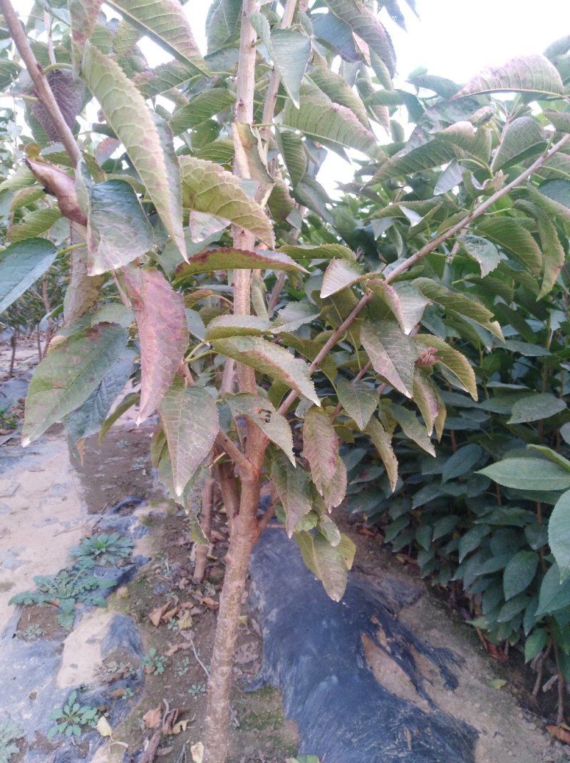 诚信销售萨米脱樱桃苗假一赔十现挖现卖量大从优