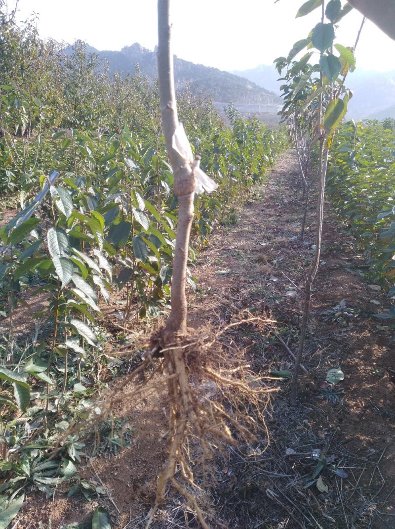 诚信销售萨米脱樱桃苗假一赔十现挖现卖量大从优