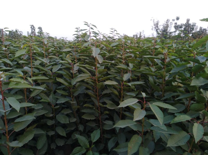 诚信销售萨米脱樱桃苗假一赔十现挖现卖量大从优