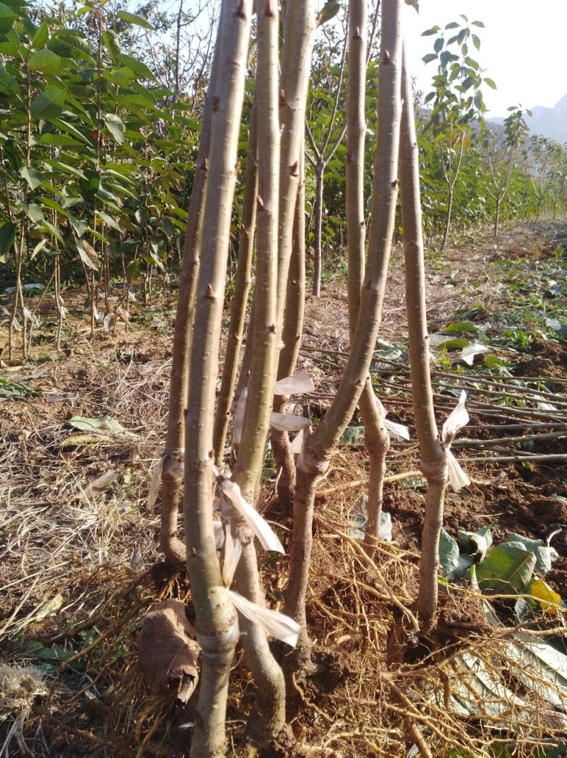 诚信销售萨米脱樱桃苗假一赔十现挖现卖量大从优