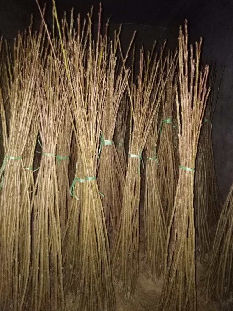 诚信销售萨米脱樱桃苗假一赔十现挖现卖量大从优