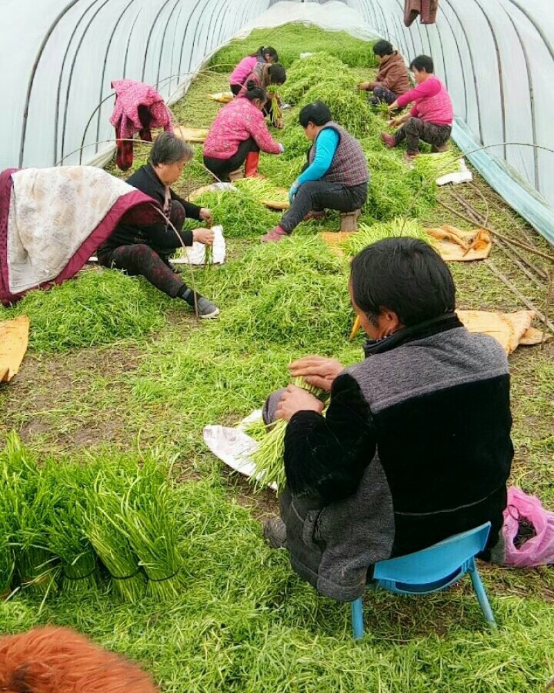芦蒿新鲜芦蒿产地直销欢迎各地采购商上门看货