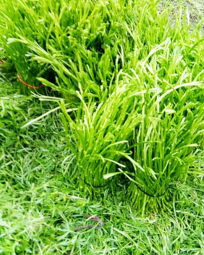 芦蒿新鲜芦蒿产地直销欢迎各地采购商上门看货