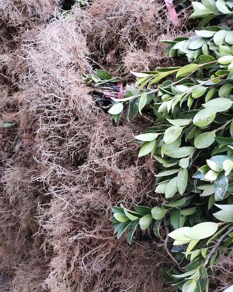 长林油茶苗，嫁接苗，有裸苗和杯苗，120万株