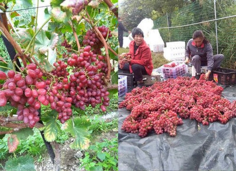 【蒲城县克伦生葡萄】诚信经营货源充足量大从优