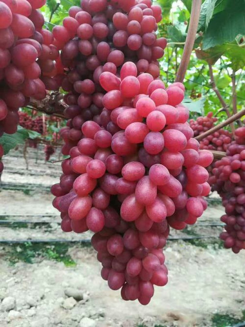【蒲城县克伦生葡萄】诚信经营货源充足量大从优
