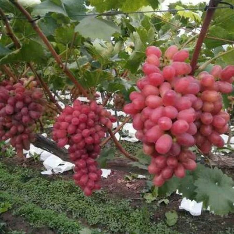【蒲城县克伦生葡萄】诚信经营货源充足量大从优