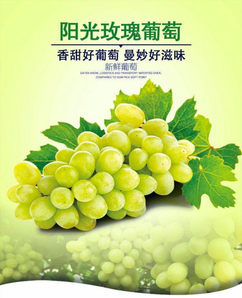 【大荔县阳光玫瑰葡萄】商超品质诚信代办可实地考察