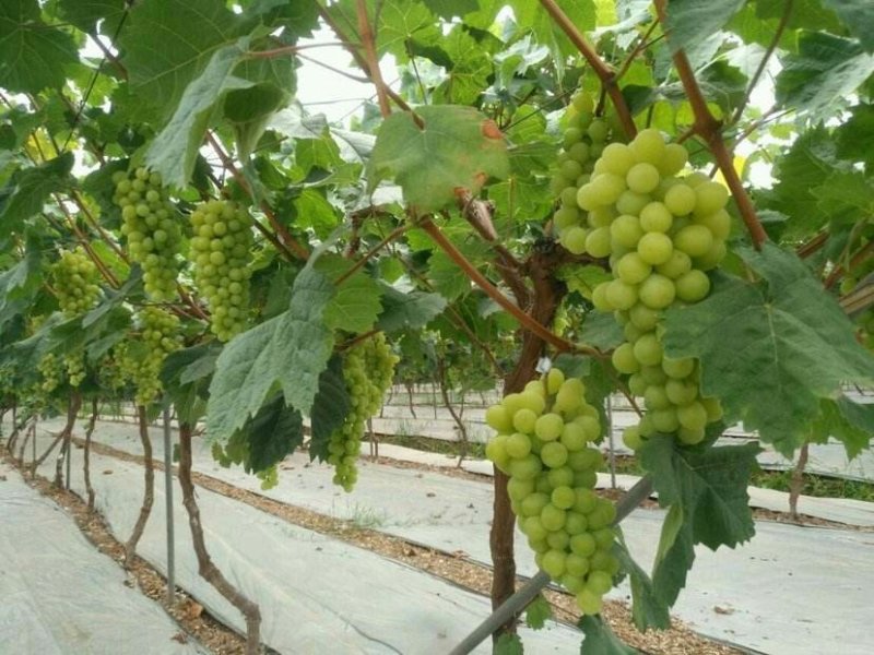 【大荔县阳光玫瑰葡萄】商超品质诚信代办可实地考察