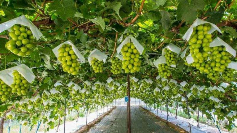 【大荔县阳光玫瑰葡萄】商超品质诚信代办可实地考察