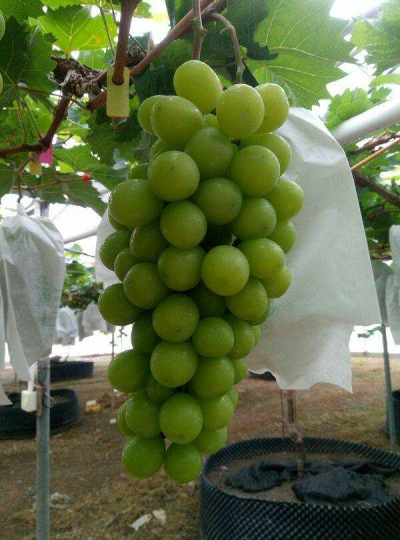 【大荔县阳光玫瑰葡萄】商超品质诚信代办可实地考察