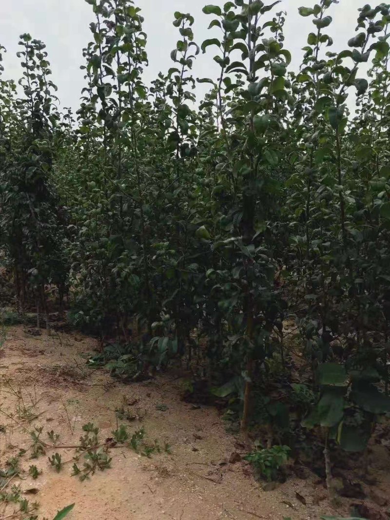 美国红梨苗假一赔十现挖现卖