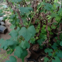 蓝宝石葡萄苗果树南方北方种植地栽盆栽爬藤葡萄树果树苗当年
