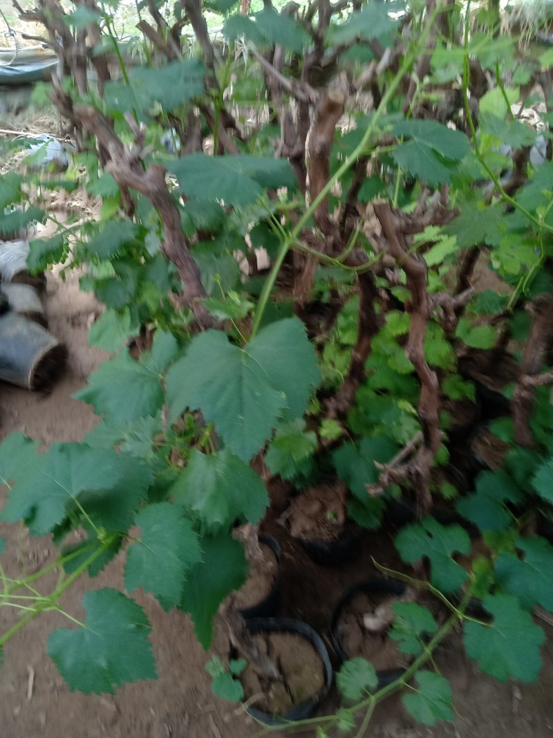 蓝宝石葡萄苗果树南方北方种植地栽盆栽爬藤葡萄树果树苗当年