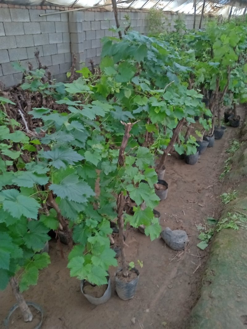 蓝宝石葡萄苗果树南方北方种植地栽盆栽爬藤葡萄树果树苗当年