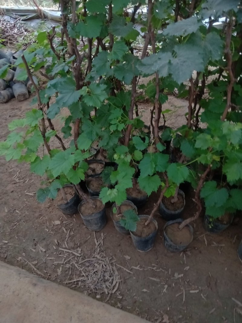 蓝宝石葡萄苗果树南方北方种植地栽盆栽爬藤葡萄树果树苗当年