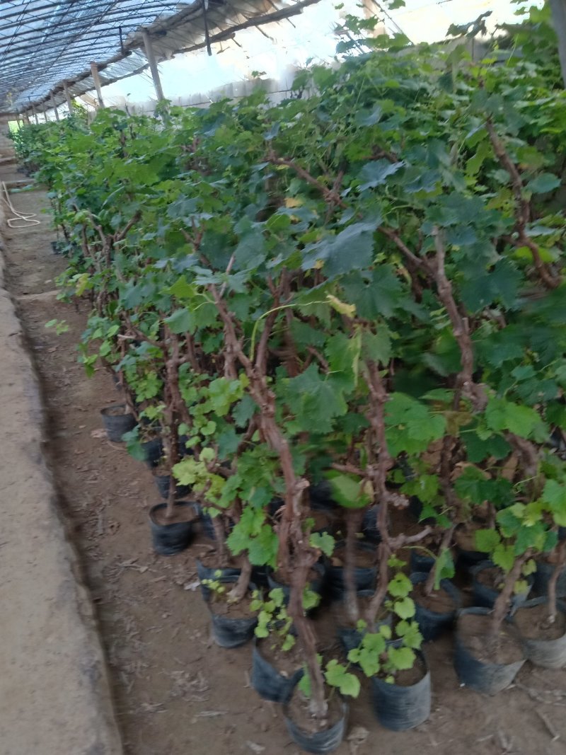 蓝宝石葡萄苗果树南方北方种植地栽盆栽爬藤葡萄树果树苗当年