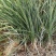 麦冬草丹麦草绿化环境工程