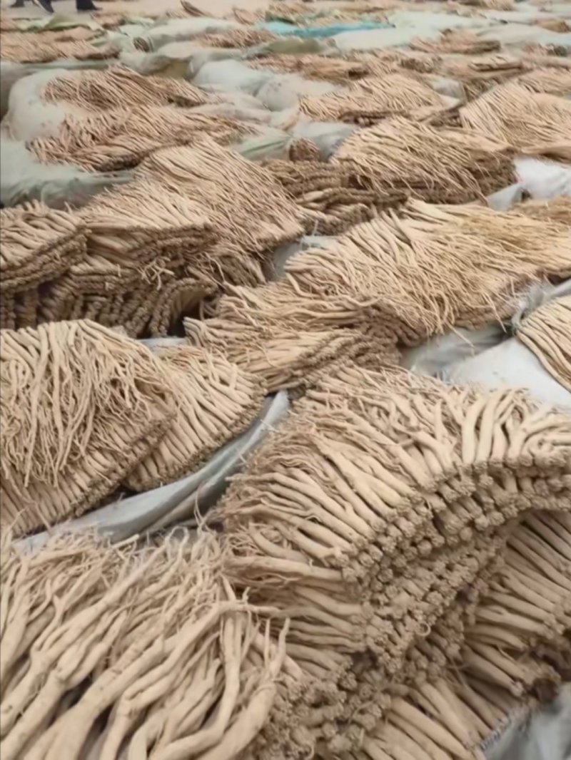 甘肃名当，党参苗，品质纯真，苗整齐，发芽率高，量大从优。