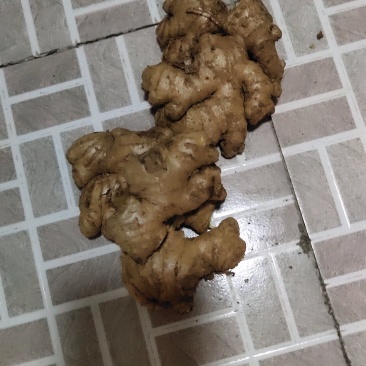 土生姜