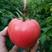 安徽宿州番茄苗小番茄苗农家蔬菜大棚育苗品质有保障