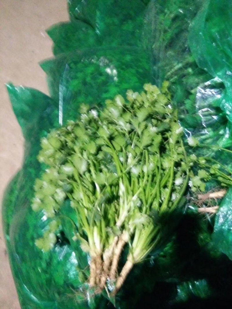 莘县铁杆绿中叶香菜可发全国