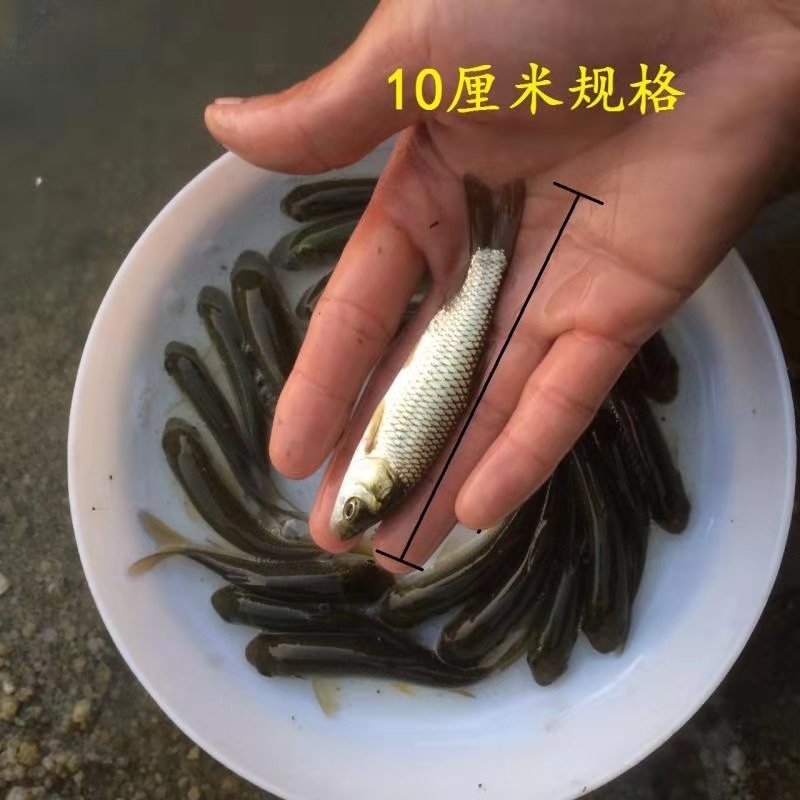 找鱼塘养殖的看过来，一人做不如一起做，看看有没有合作机会
