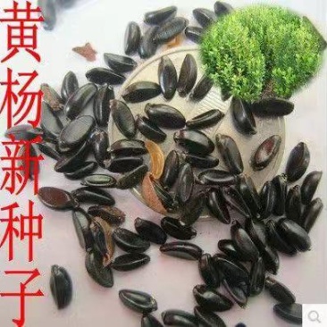 林木种子瓜子黄杨种子小叶黄杨种子万年青豆板黄杨