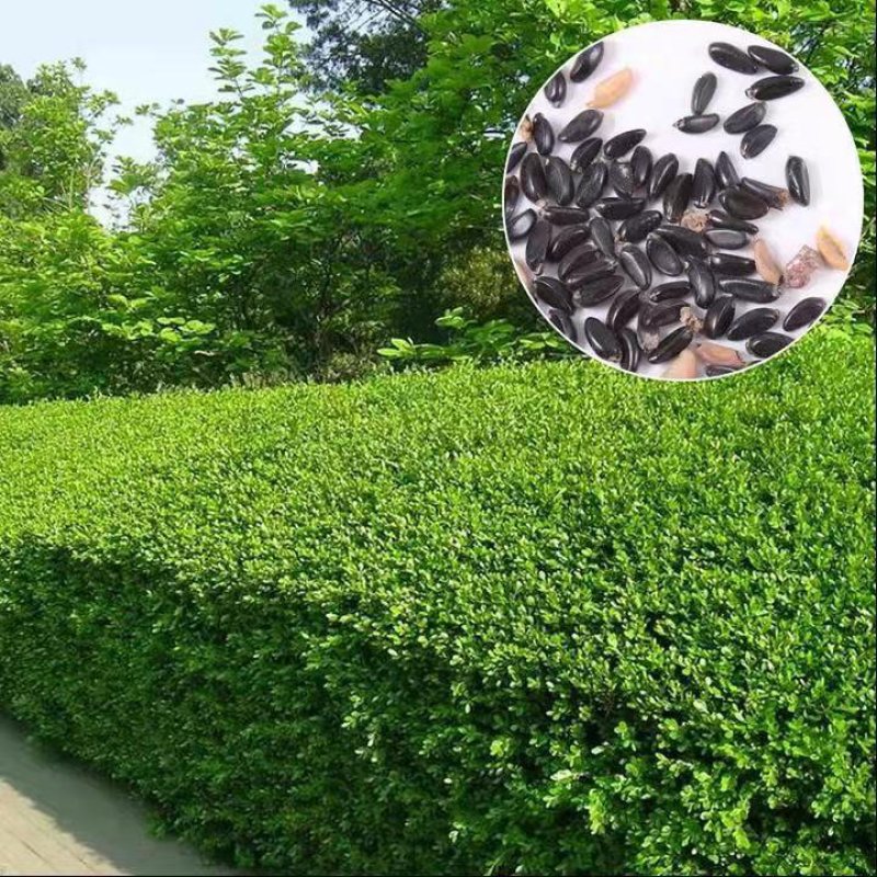 林木种子瓜子黄杨种子小叶黄杨种子万年青豆板黄杨