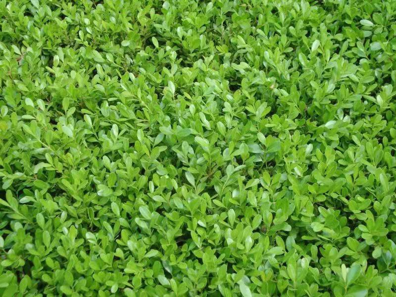 林木种子瓜子黄杨种子小叶黄杨种子万年青豆板黄杨
