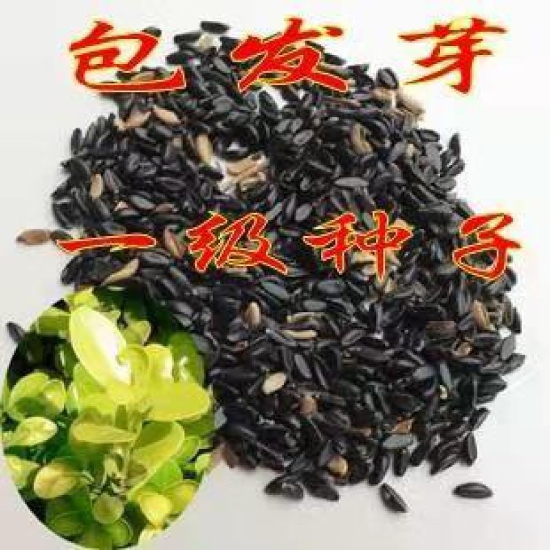 林木种子瓜子黄杨种子小叶黄杨种子万年青豆板黄杨