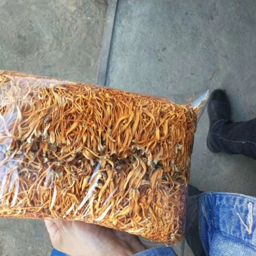 虫草花