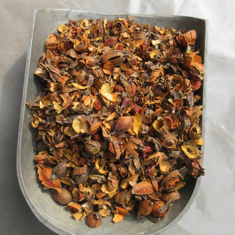 四川无硫山栀子，红栀子，正宗药典品种高含量机器切片