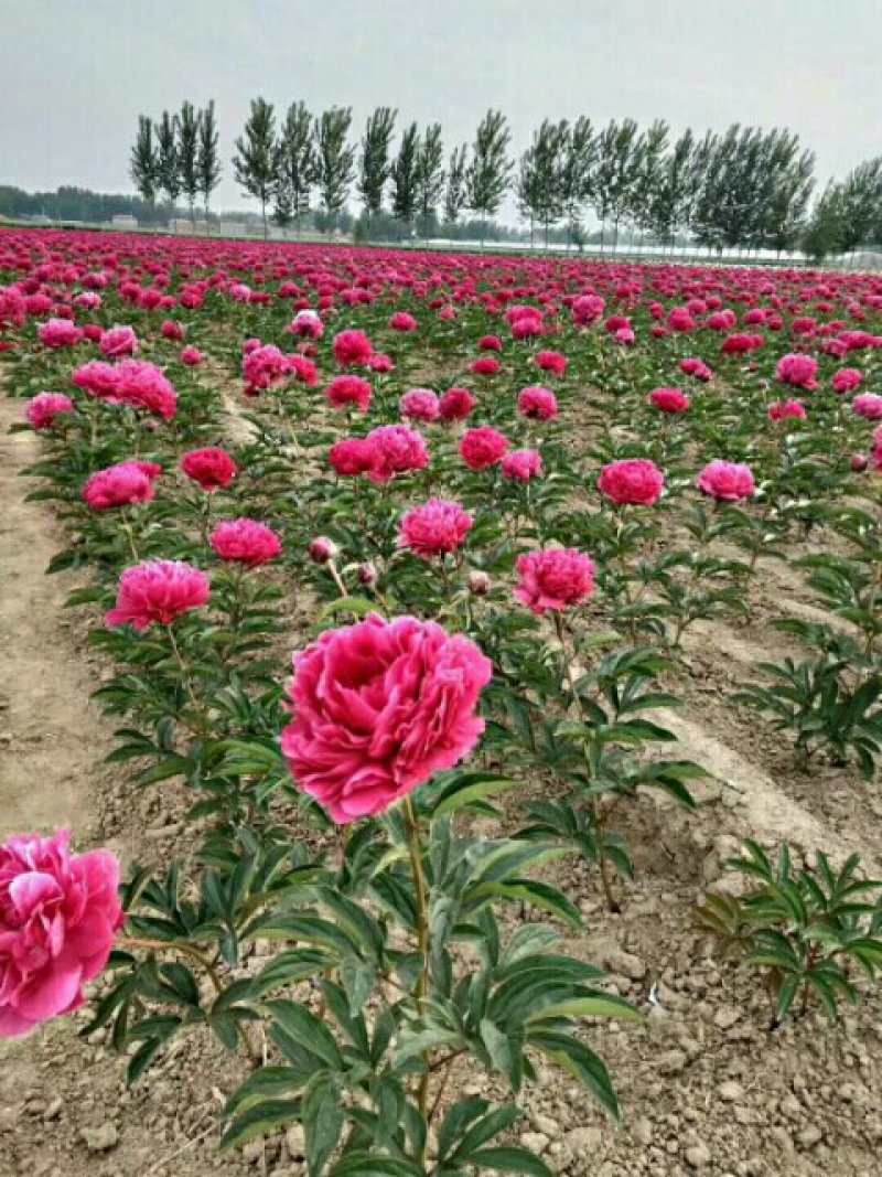 观赏芍药花菏泽正宗盆栽千层重瓣芍药原土原盆大花苗盆栽地栽