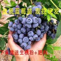 蓝莓苗蓝莓树苗盆栽地栽当年结果室外阳台南方北方种植特大果
