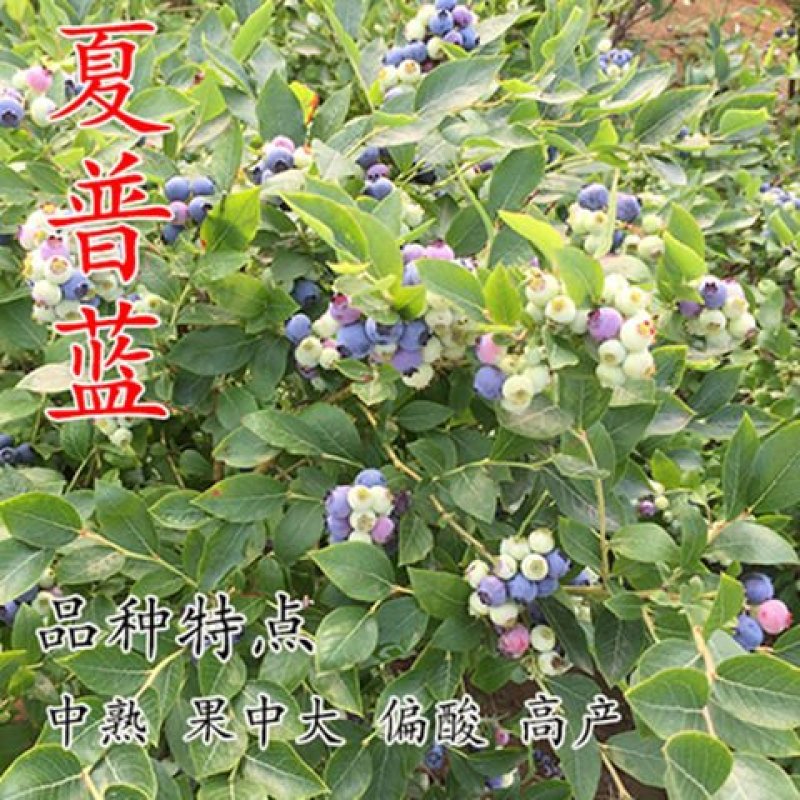 蓝莓苗蓝莓树苗盆栽地栽当年结果室外阳台南方北方种植特大果