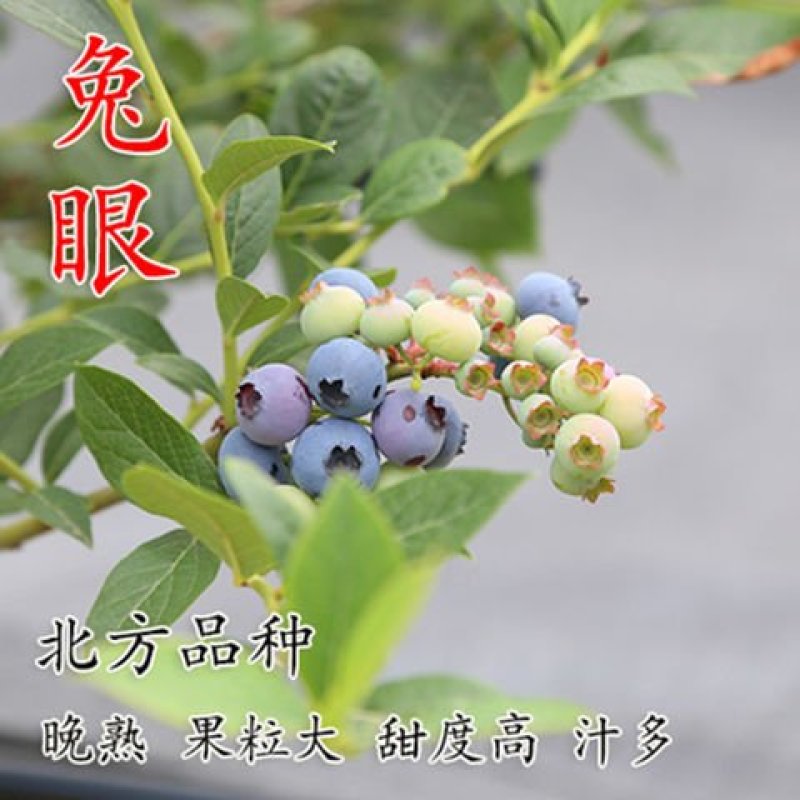 蓝莓苗蓝莓树苗盆栽地栽当年结果室外阳台南方北方种植特大果